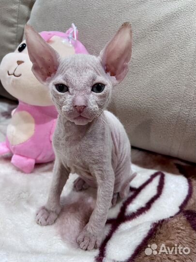 Котята Донского сфинкса