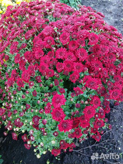 Хризантема