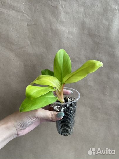 Филодендрон лимон-лайм