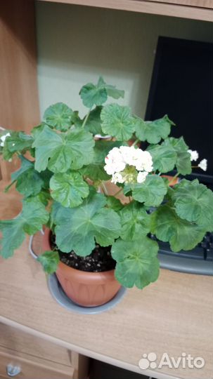 Герань (пеларгония)