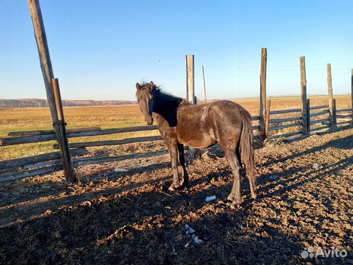 Обменяю кобылу