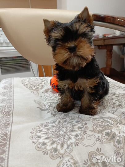 Йоркширский терьер