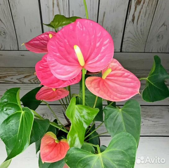 Антуриум розовый
