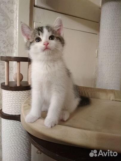 Котенок - мальчик