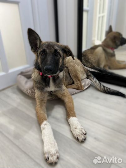 Маленький щенок в добрые руки помесь малинуа