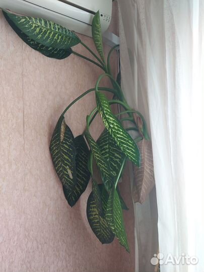 Комнатные домашние растения