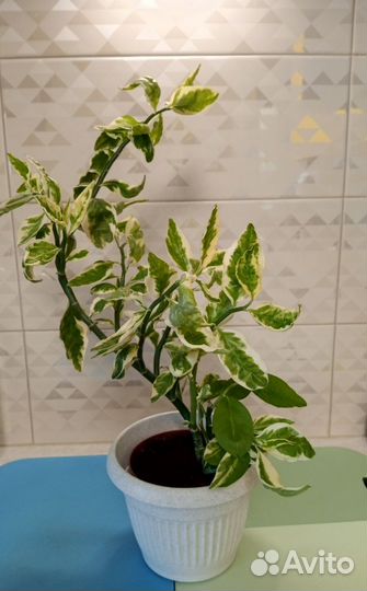 Педилантус