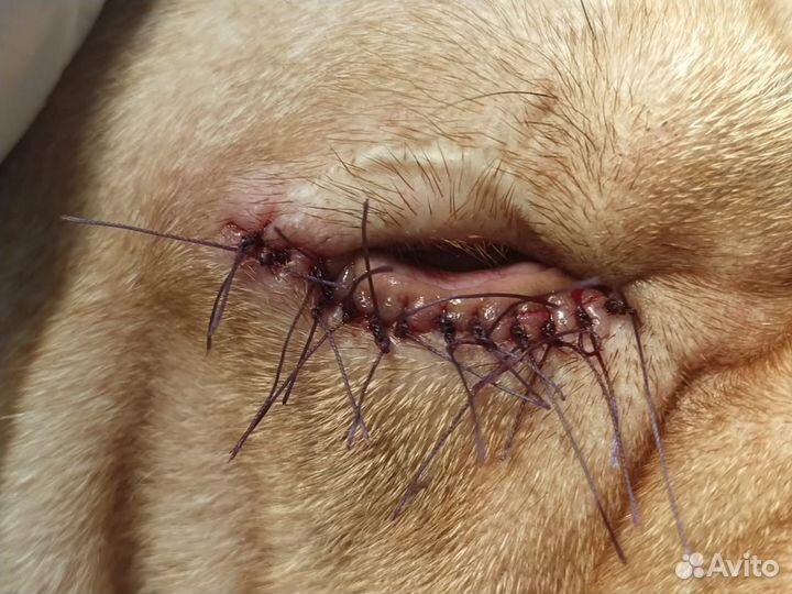 Ветеринар врач на дом Красногорск