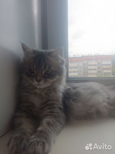 Персидские котята в дар