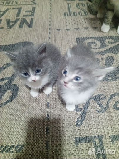 Котята бесплатно