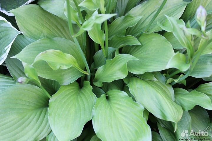 Хосты,клематисы,каллы,сныть пёстролистная и другое