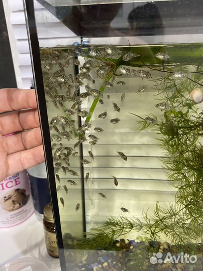 Сапфировый попугай (мальки)