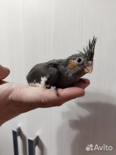 Попугай корелла птенец