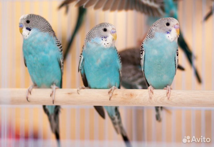 Волнистый попугай голубые птенцы
