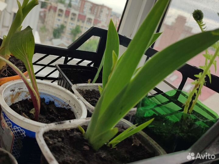 Папоротник садовый, ирис