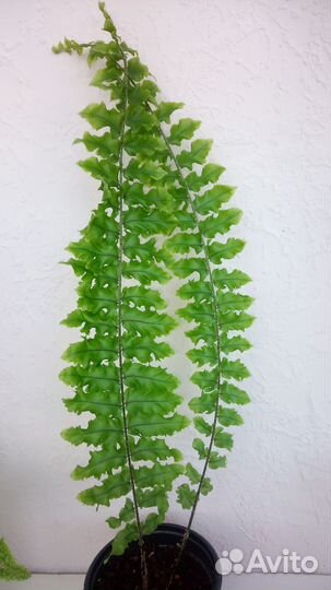 3 Разные Папоротники нефролеписы