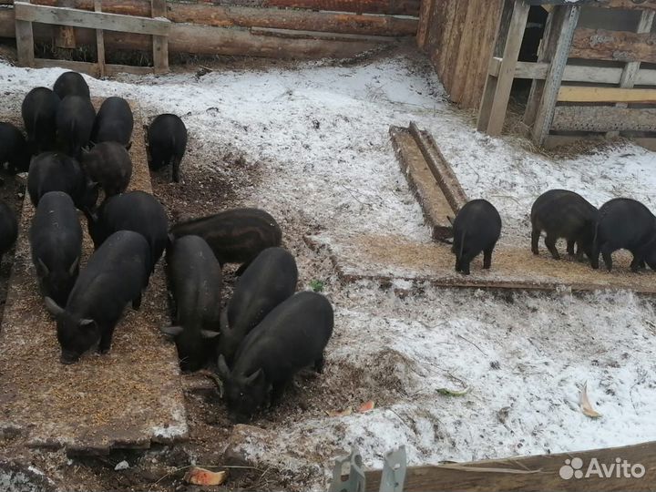 Продаются поросята