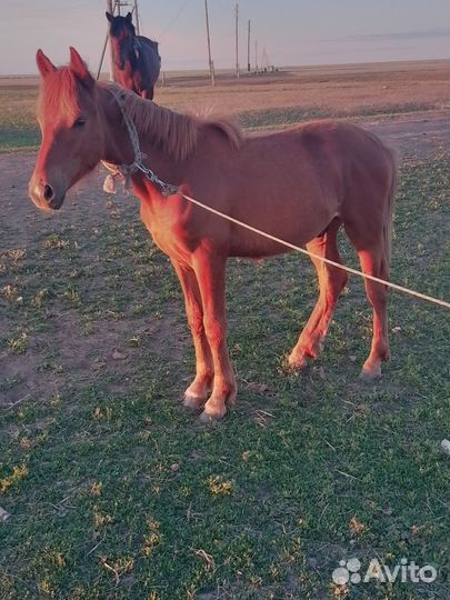 Жеребчик годовалый