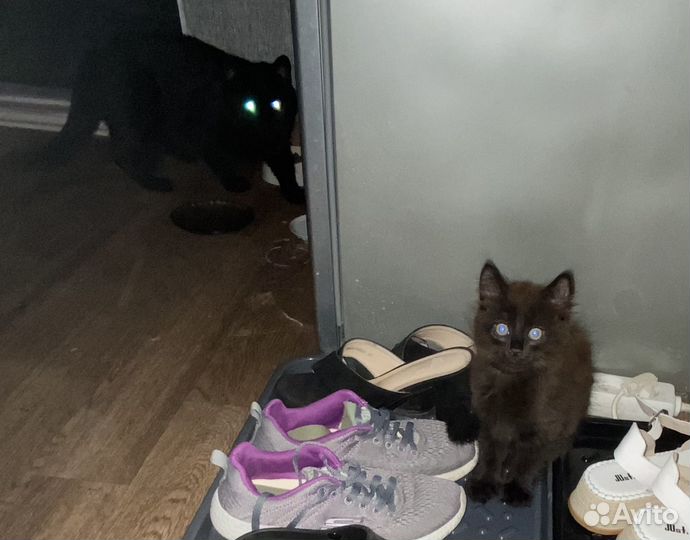 Котик черный 2 мес