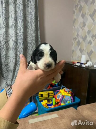 Щенки спаниеля