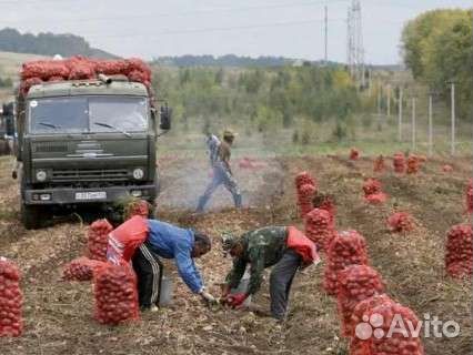 Сменной картофель