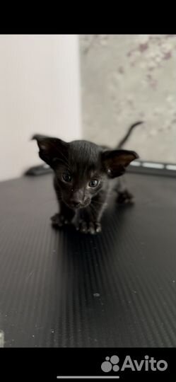 Ориентальная