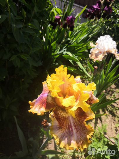 Ирисы бородатые