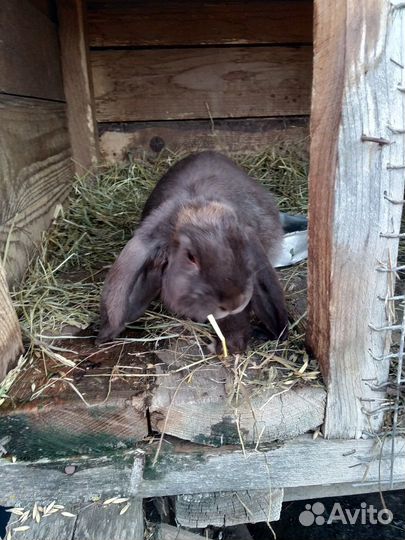 Кролики породы французский баран
