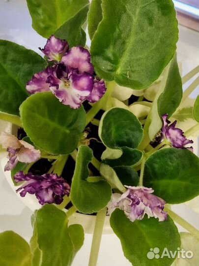 Обмен комнатными растениями