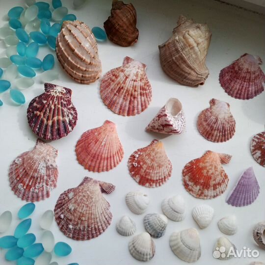 Морские ракушки раковины