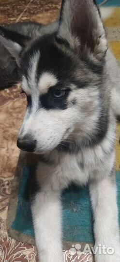 Щенки сибирской хаски