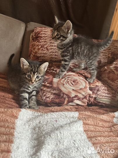 Самые милые Котята