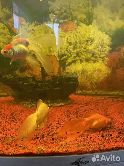 Продам аквариум с рыбками на 250л