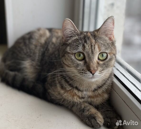 Кошечка Селена