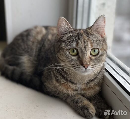 Кошечка Селена