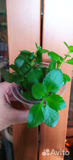 Филодендрон Бразил