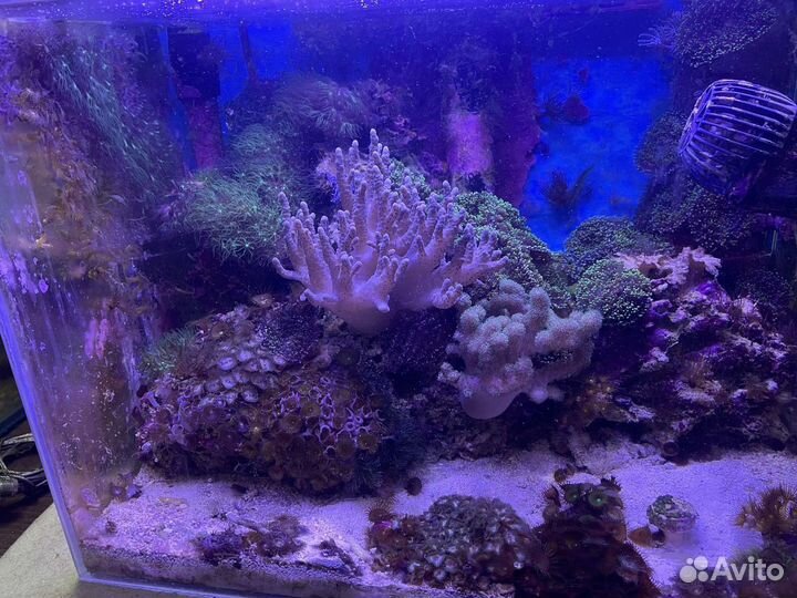 Морской аквариум без тумбы