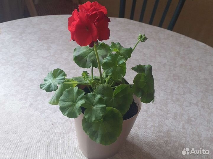 Пеларгония герань