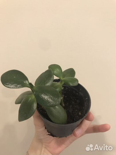 Толстянка денежное дерево