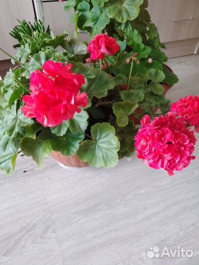 Комнатные растения цветы