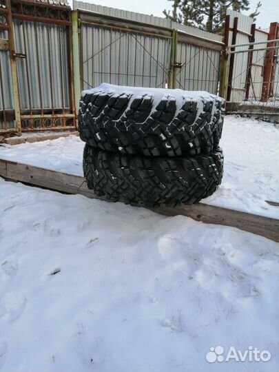 Ободрыши для сокол