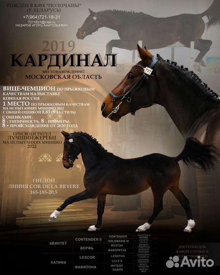 Жеребцы на случку