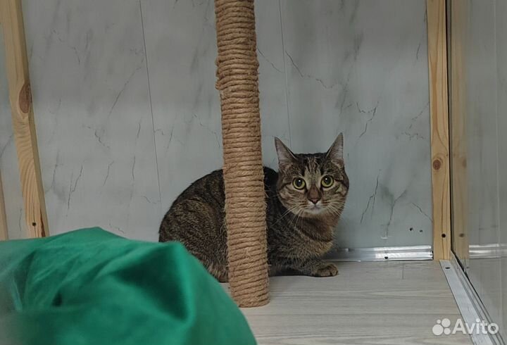 Зоогостиница, передержка для кошек