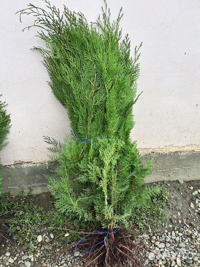 Туи /Самшид