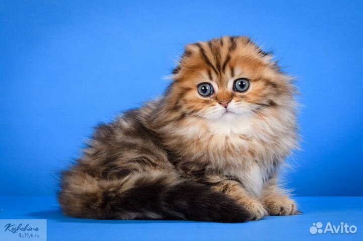 Шикарный вислоухий котик хайленд золотой мраморный