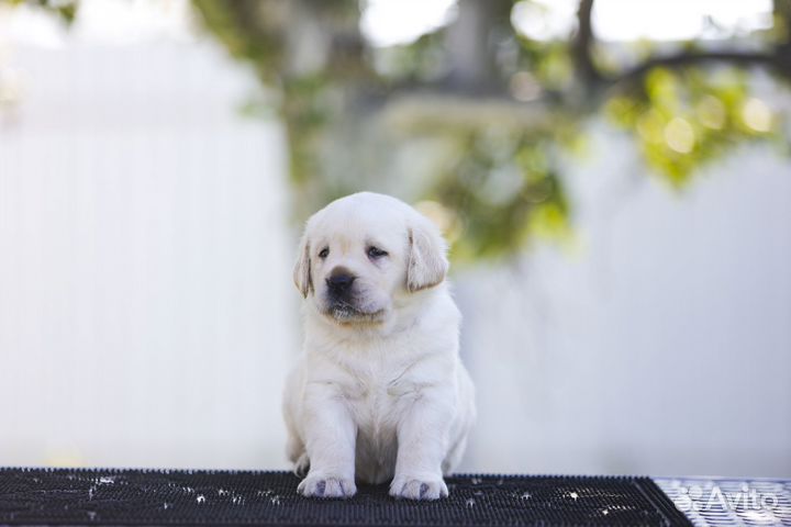 Щенок лабрадора (девочка)