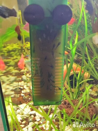 Сомики анциструсы