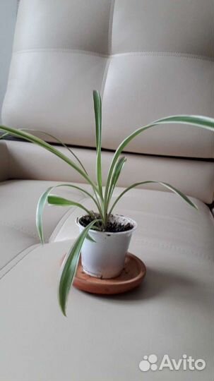 Оксалис,Хлорофитум,Алоэ,Фикус,Антуриум