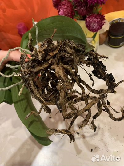 Орхидея фаленопсис. Лечебница