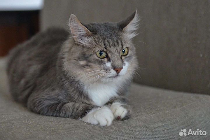 Винсент хочет домой